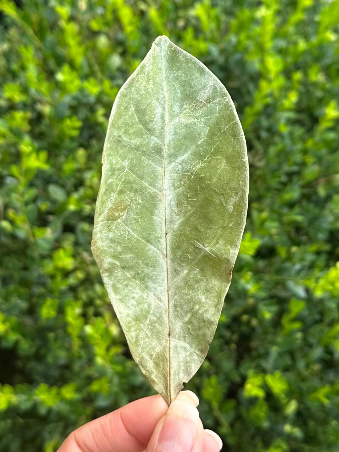 Soursop Leaves