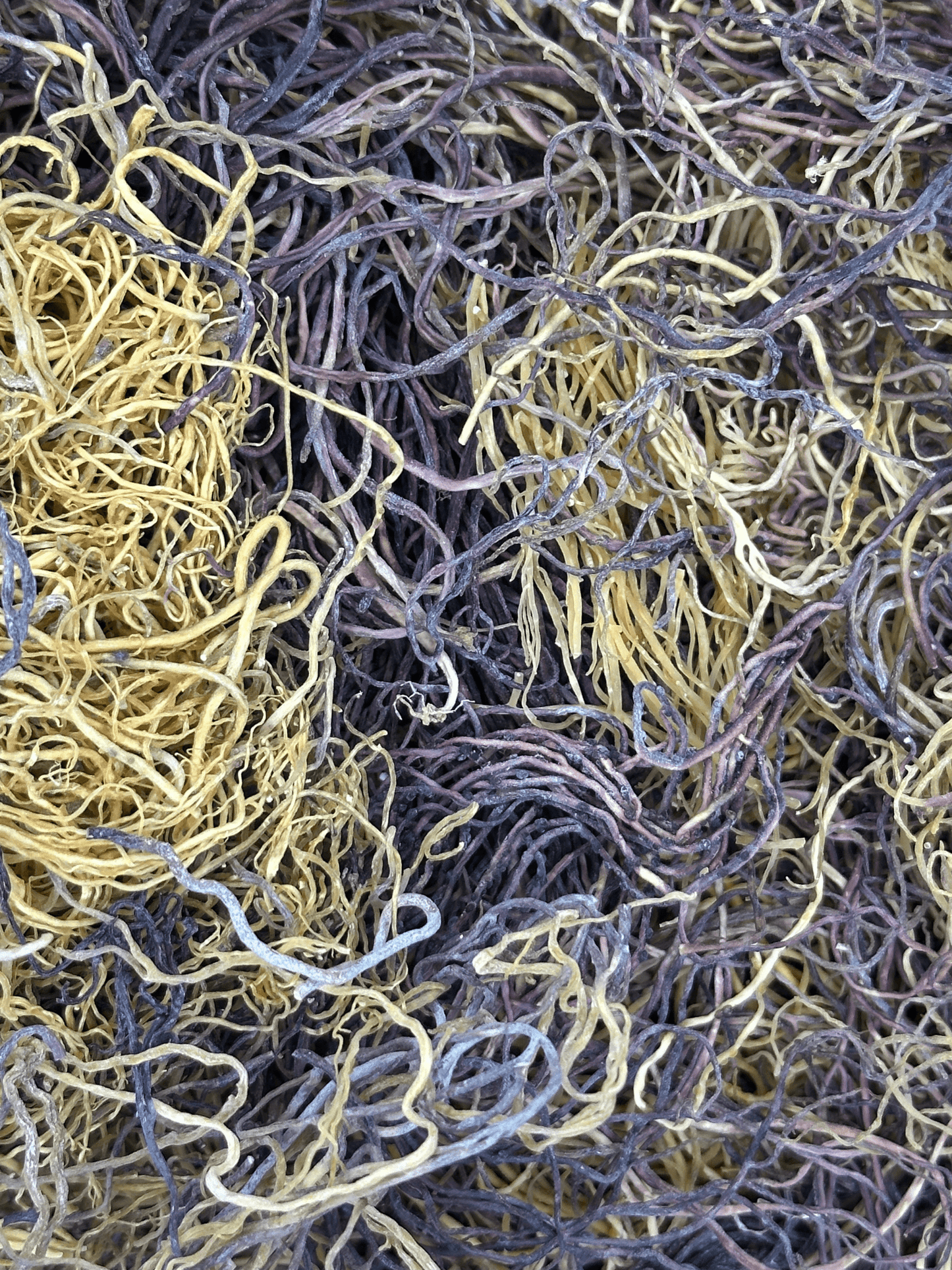 Wildcrafted Raw Sea Moss (Full Spectrum – Honduras) - Formerly Jamaican Sea Moss - The Smooth Generation