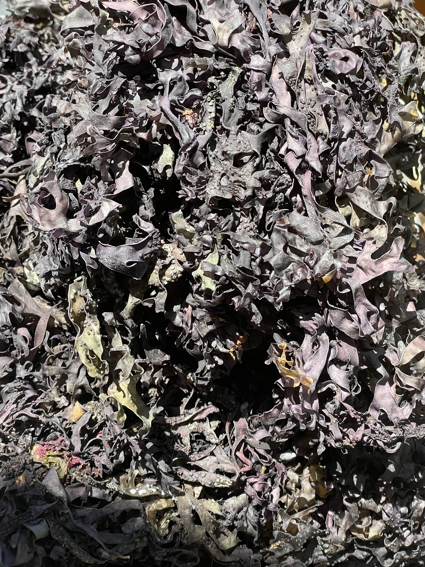 Bulk Chondrus Crispus (Wildcrafted)