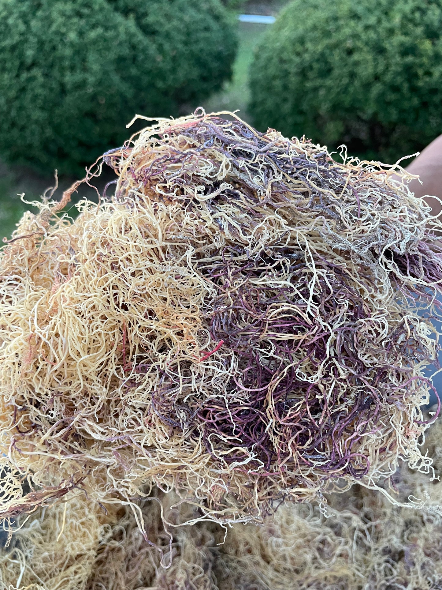 Bulk Jamaican Wildcrafted Sea Moss