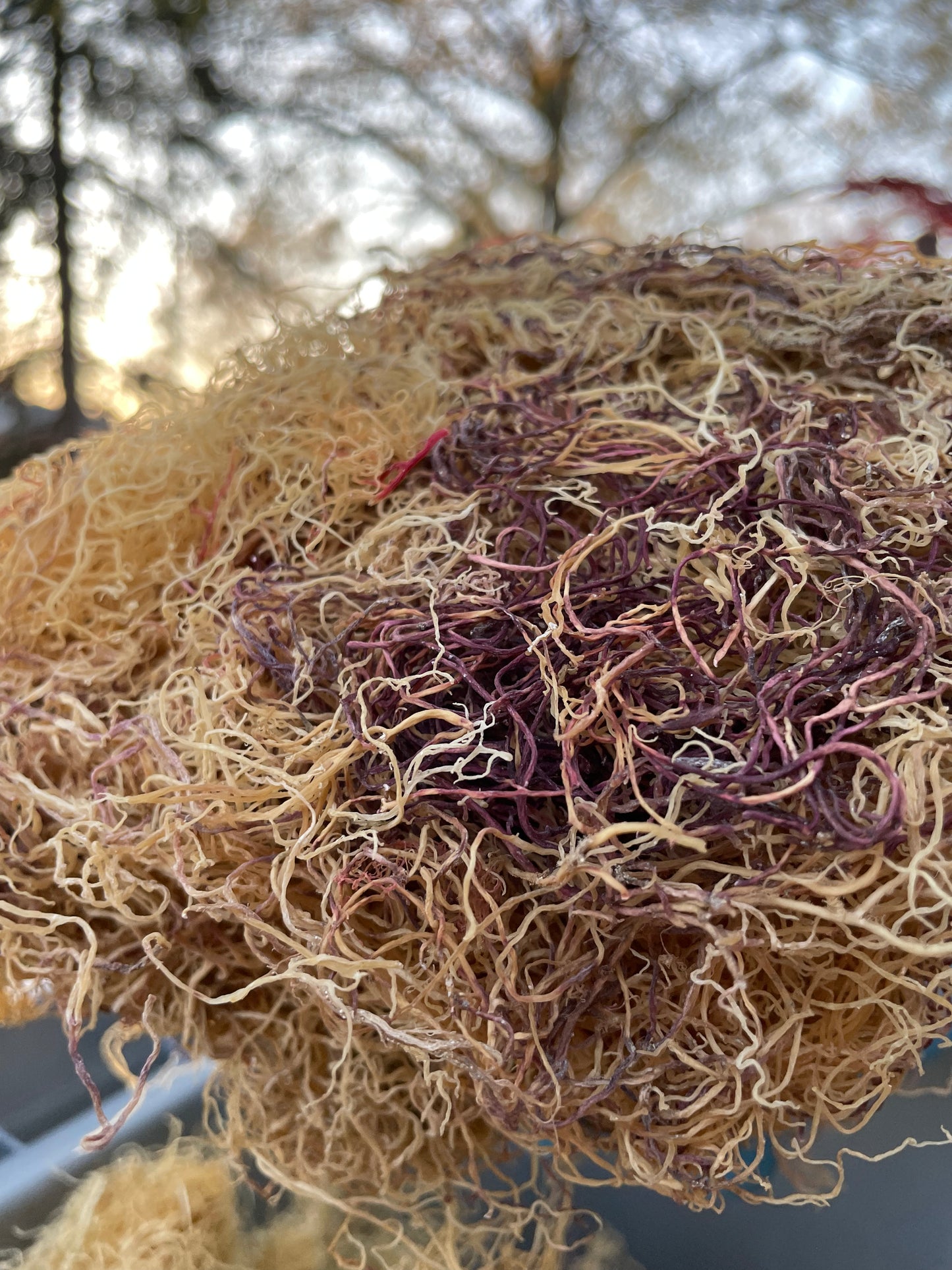 Bulk Wildcrafted Raw Sea Moss (Full Spectrum) Honduras