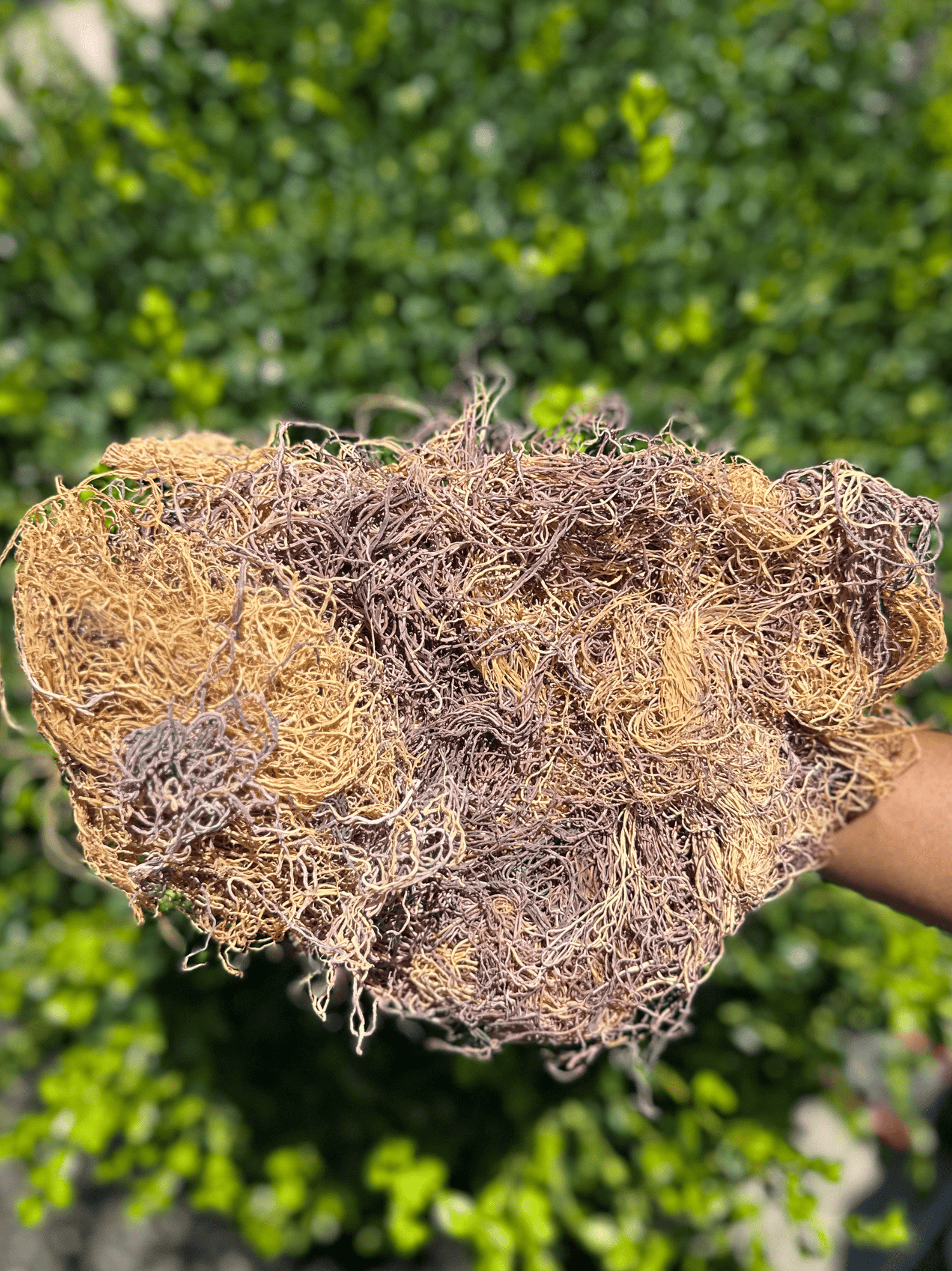 Wildcrafted Raw Sea Moss (Full Spectrum – Honduras) - Formerly Jamaican Sea Moss - The Smooth Generation